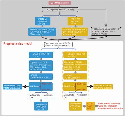 Identification of the Prognostic Signatures of Glioma With Different PTEN Status